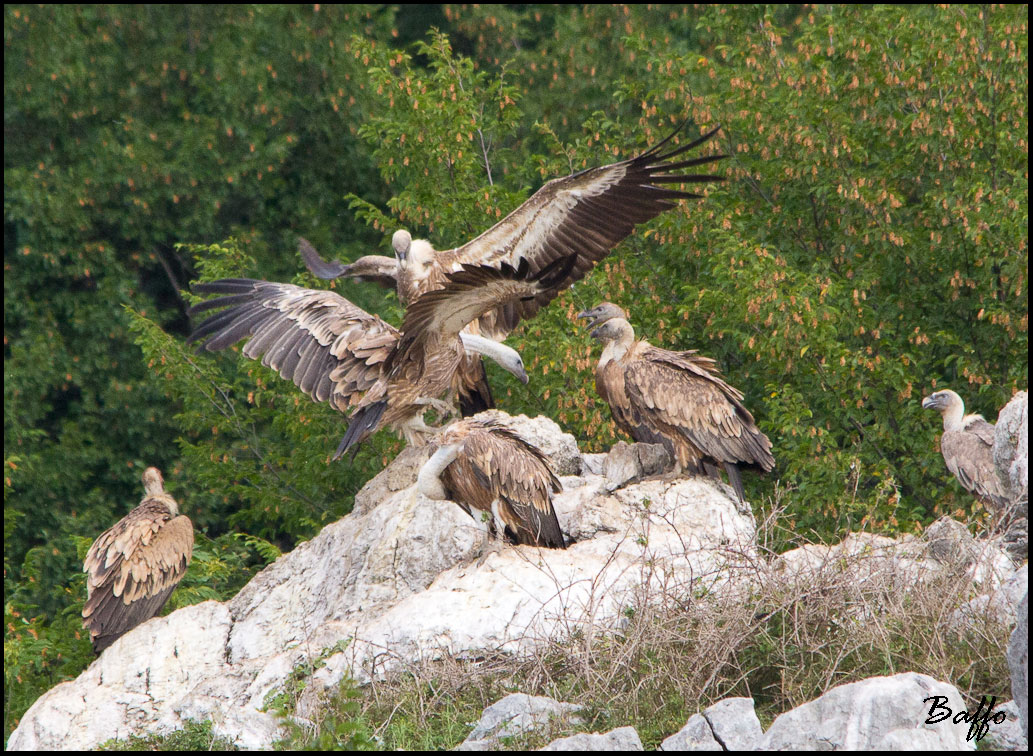 Finalmente i grifoni!